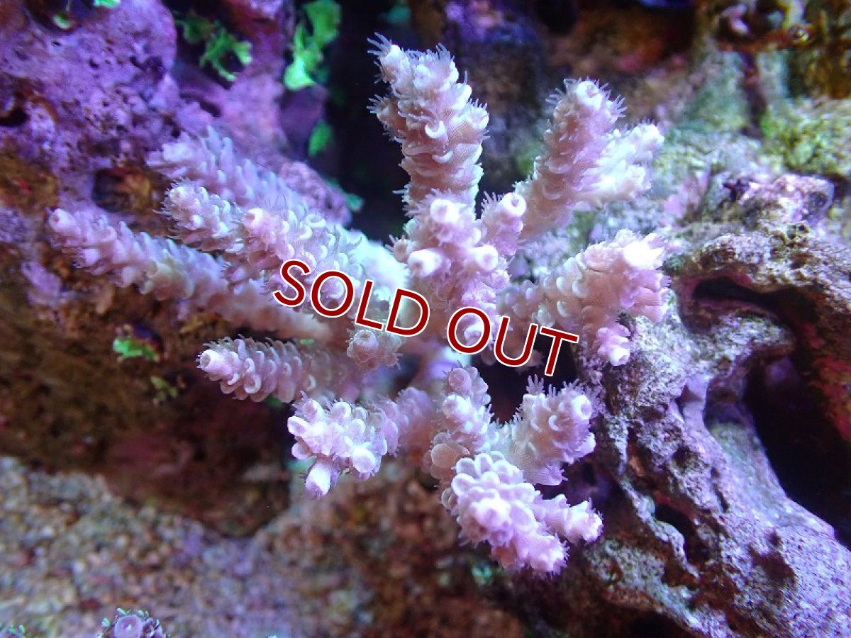 画像1: 【サンゴ】【通販】Wildミドリイシsp.（美カラー）SMサイズ（個体販売）(±7ｃｍ）No.3（生体）（サンゴ） (1)