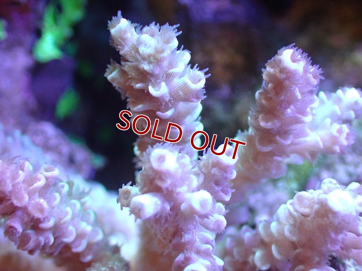 画像2: 【サンゴ】【通販】Wildミドリイシsp.（美カラー）SMサイズ（個体販売）(±7ｃｍ）No.3（生体）（サンゴ） (2)