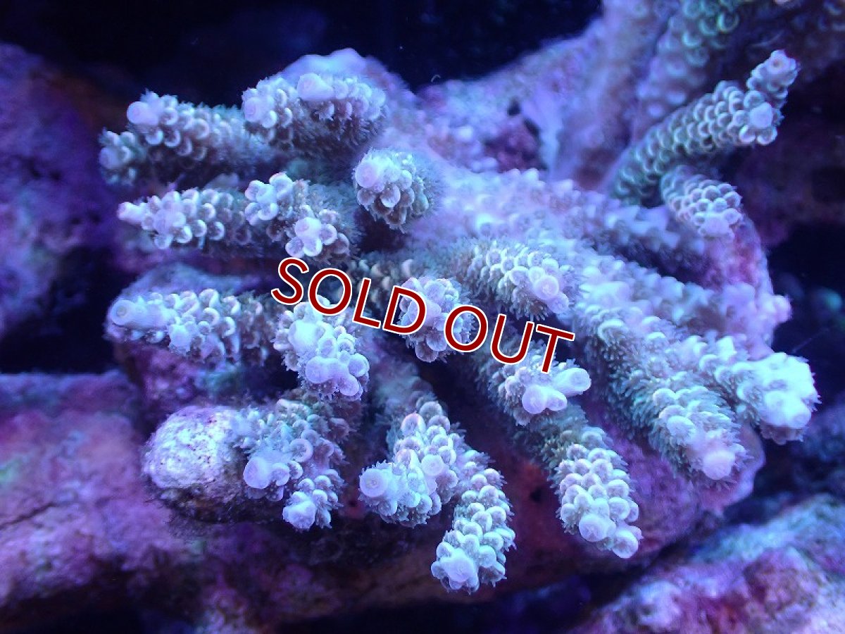 画像1: 【サンゴ】【通販】Wildミドリイシsp.（美カラー）SMサイズ（個体販売）(±9ｃｍ）No.6（生体）（サンゴ） (1)