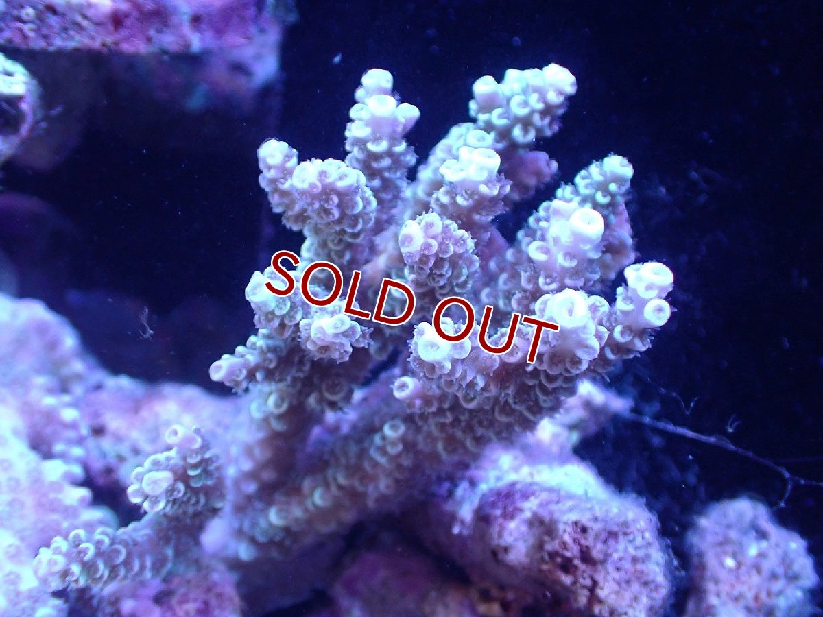 画像1: 【サンゴ】【通販】Wildミドリイシsp.（美カラー）SMサイズ（個体販売）(±9ｃｍ）No.7（生体）（サンゴ） (1)