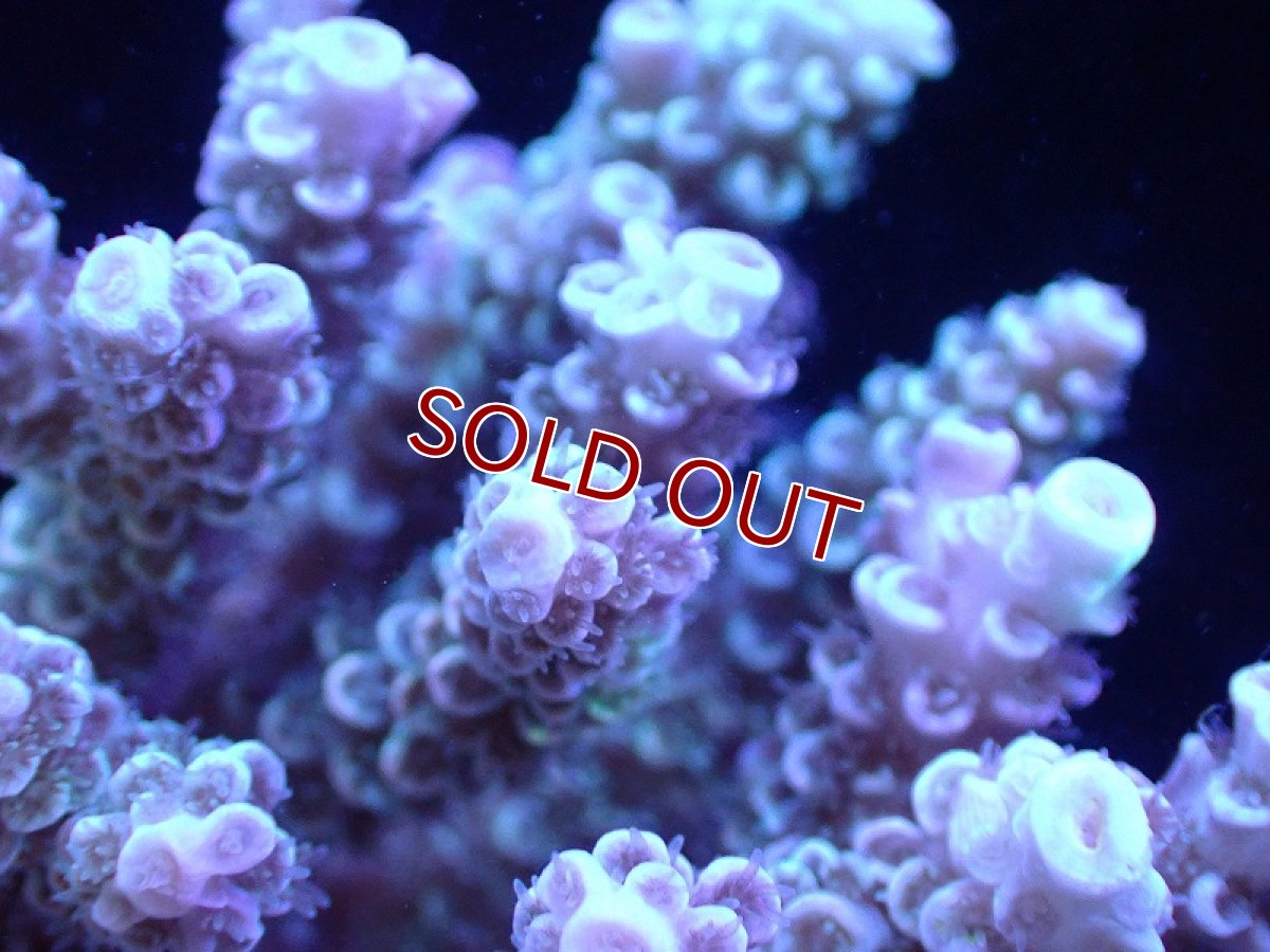 画像2: 【サンゴ】【通販】Wildミドリイシsp.（美カラー）SMサイズ（個体販売）(±9ｃｍ）No.7（生体）（サンゴ） (2)