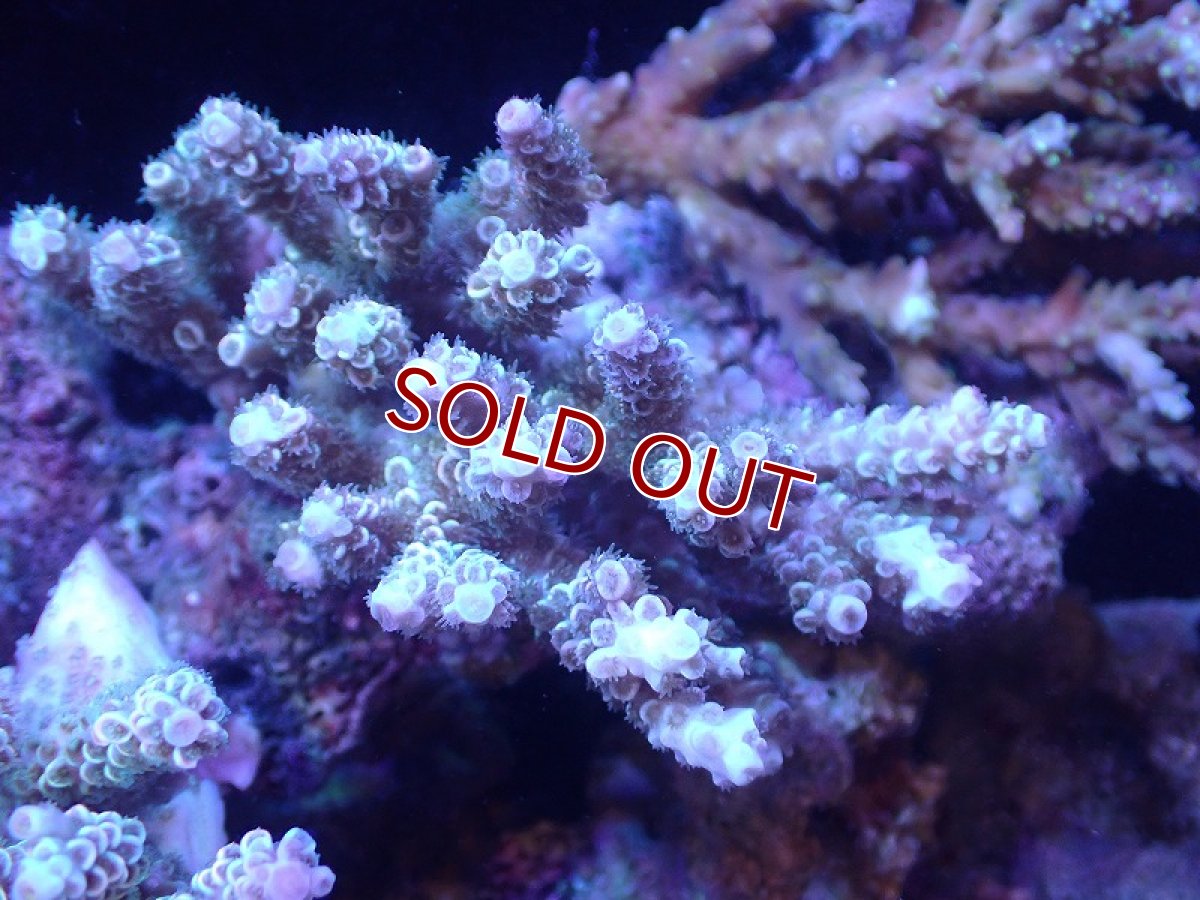 画像1: 【サンゴ】【通販】Wildミドリイシsp.（美カラー）SMサイズ（個体販売）(±9ｃｍ）No.8（生体）（サンゴ） (1)