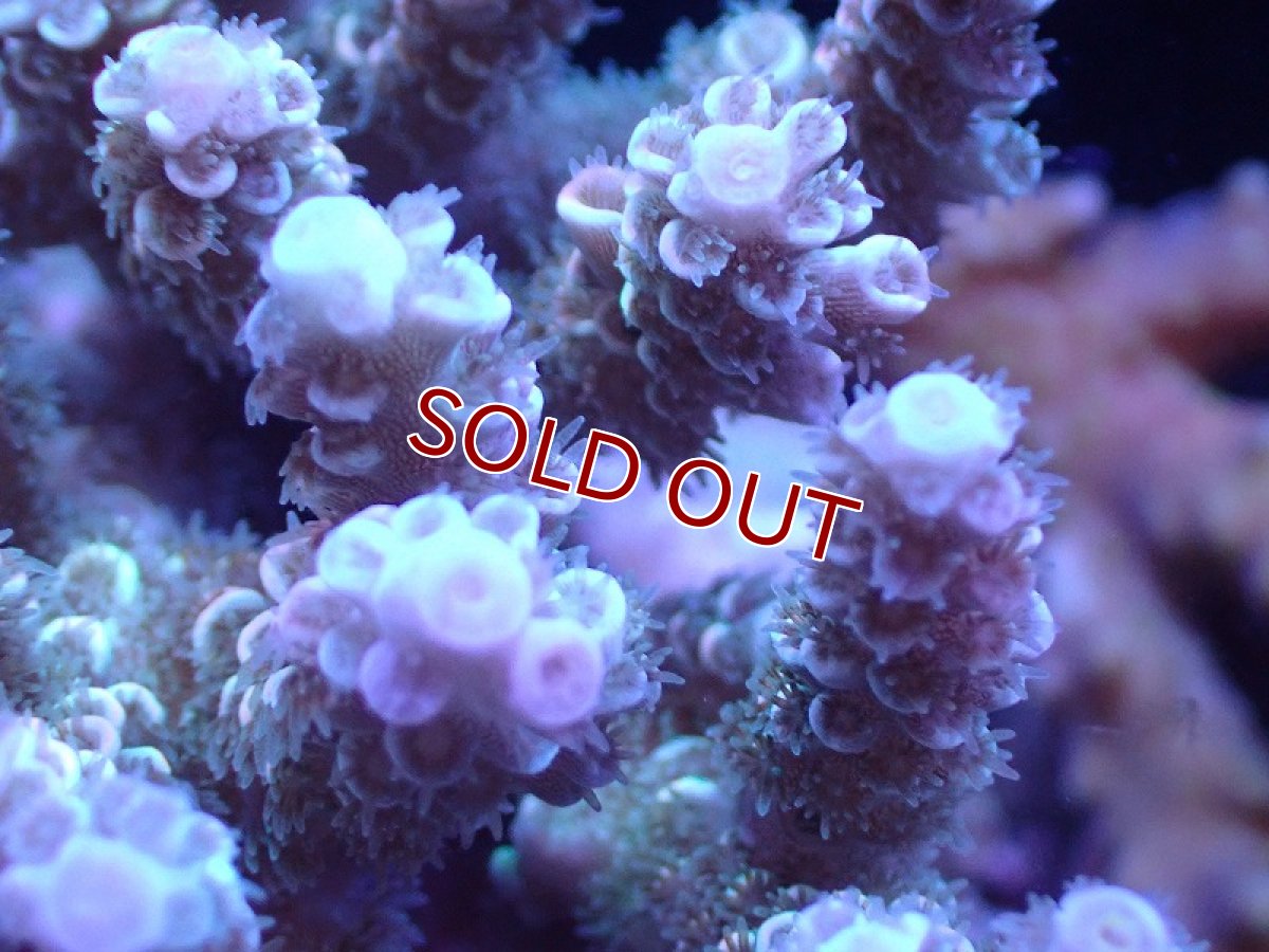 画像2: 【サンゴ】【通販】Wildミドリイシsp.（美カラー）SMサイズ（個体販売）(±9ｃｍ）No.8（生体）（サンゴ） (2)
