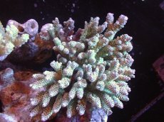 画像1: 【サンゴまとめ買い割引き10％〜20%OFF対象商品】【サンゴ】【通販】Wildミドリイシsp. (美カラー）（個体販売）（±17ｘ15cm)No.1（生体）（サンゴ） (1)