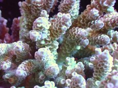 画像2: 【サンゴまとめ買い割引き10％〜20%OFF対象商品】【サンゴ】【通販】Wildミドリイシsp. (美カラー）（個体販売）（±17ｘ15cm)No.1（生体）（サンゴ） (2)