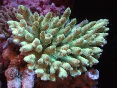 画像1: 【サンゴまとめ買い割引き10％〜20%OFF対象商品】【サンゴ】【通販】Wildミドリイシsp. (美カラー）（個体販売）（±15ｘ11cm)No.2（生体）（サンゴ） (1)