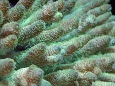 画像2: 【サンゴまとめ買い割引き10％〜20%OFF対象商品】【サンゴ】【通販】Wildミドリイシsp. (美カラー）（個体販売）（±15ｘ11cm)No.2（生体）（サンゴ） (2)