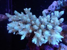 画像1: 【サンゴまとめ買い割引き10％〜20%OFF対象商品】【サンゴ】【通販】Wildミドリイシsp. (美カラー）（個体販売）（±13ｘ11cm)No.3（生体）（サンゴ） (1)