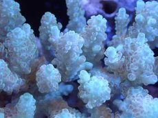 画像2: 【サンゴまとめ買い割引き10％〜20%OFF対象商品】【サンゴ】【通販】Wildミドリイシsp. (美カラー）（個体販売）（±13ｘ11cm)No.3（生体）（サンゴ） (2)