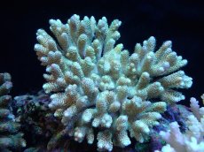 画像1: 【サンゴまとめ買い割引き10％〜20%OFF対象商品】【サンゴ】【通販】Wildミドリイシsp. (美カラー）（個体販売）（±14ｘ13cm)No.4（生体）（サンゴ） (1)