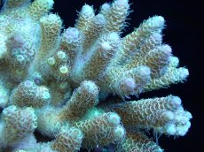 画像2: 【サンゴまとめ買い割引き10％〜20%OFF対象商品】【サンゴ】【通販】Wildミドリイシsp. (美カラー）（個体販売）（±14ｘ13cm)No.4（生体）（サンゴ） (2)