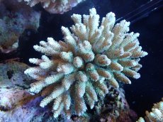 画像1: 【サンゴまとめ買い割引き10％〜20%OFF対象商品】【サンゴ】【通販】Wildミドリイシsp. (美カラー）（個体販売）（±12ｘ10cm)No.5（生体）（サンゴ） (1)