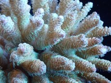 画像2: 【サンゴまとめ買い割引き10％〜20%OFF対象商品】【サンゴ】【通販】Wildミドリイシsp. (美カラー）（個体販売）（±12ｘ10cm)No.5（生体）（サンゴ） (2)