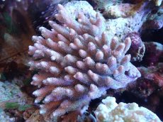 画像1: 【サンゴまとめ買い割引き10％〜20%OFF対象商品】【サンゴ】【通販】Wildミドリイシsp. (美カラー）（個体販売）（±13ｘ15cm)No.6（生体）（サンゴ） (1)