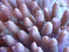 画像2: 【サンゴまとめ買い割引き10％〜20%OFF対象商品】【サンゴ】【通販】Wildミドリイシsp. (美カラー）（個体販売）（±13ｘ15cm)No.6（生体）（サンゴ） (2)