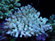 画像1: 【サンゴまとめ買い割引き10％〜20%OFF対象商品】【サンゴ】【通販】Wildミドリイシsp. (美カラー）（個体販売）（±13ｘ12cm)No.7（生体）（サンゴ） (1)