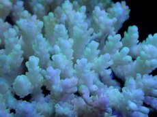 画像2: 【サンゴまとめ買い割引き10％〜20%OFF対象商品】【サンゴ】【通販】Wildミドリイシsp. (美カラー）（個体販売）（±13ｘ12cm)No.7（生体）（サンゴ） (2)