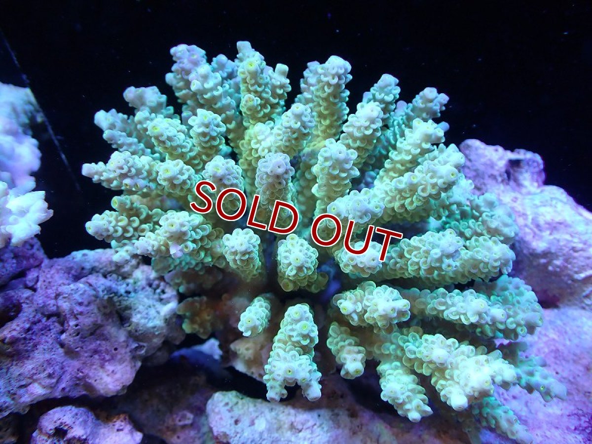 画像1: 【サンゴ】【通販】Wildミドリイシsp. (美カラー）（個体販売）（±12ｘ10cm)No.8（生体）（サンゴ） (1)