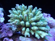 画像1: 【サンゴまとめ買い割引き10％〜20%OFF対象商品】【サンゴ】【通販】Wildミドリイシsp. (美カラー）（個体販売）（±12ｘ10cm)No.8（生体）（サンゴ） (1)