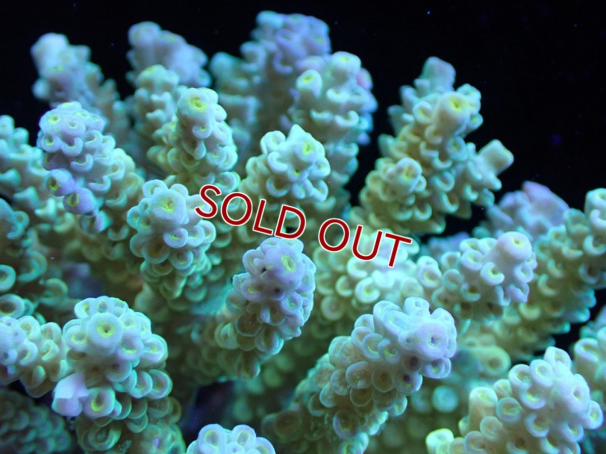 画像2: 【サンゴ】【通販】Wildミドリイシsp. (美カラー）（個体販売）（±12ｘ10cm)No.8（生体）（サンゴ） (2)