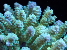 画像2: 【サンゴまとめ買い割引き10％〜20%OFF対象商品】【サンゴ】【通販】Wildミドリイシsp. (美カラー）（個体販売）（±12ｘ10cm)No.8（生体）（サンゴ） (2)