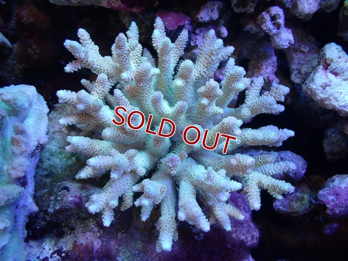 画像1: 【サンゴ】【通販】Wildミドリイシsp. (美カラー）（個体販売）（±14ｘ13cm)No.9（生体）（サンゴ） (1)