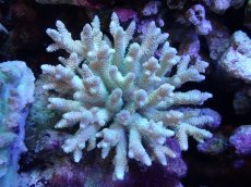 画像1: 【サンゴ】【通販】Wildミドリイシsp. (美カラー）（個体販売）（±14ｘ13cm)No.9（生体）（サンゴ） (1)