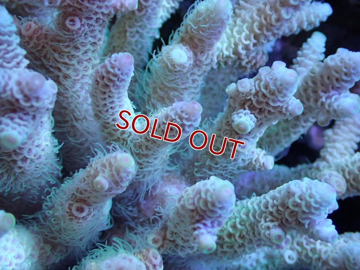 画像2: 【サンゴ】【通販】Wildミドリイシsp. (美カラー）（個体販売）（±14ｘ13cm)No.9（生体）（サンゴ） (2)