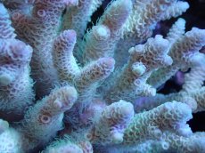 画像2: 【サンゴ】【通販】Wildミドリイシsp. (美カラー）（個体販売）（±14ｘ13cm)No.9（生体）（サンゴ） (2)