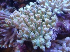 画像1: 【サンゴまとめ買い割引き10％〜20%OFF対象商品】【サンゴ】【通販】Wildミドリイシsp. (美カラー）（個体販売）（±13ｘ13cm)No.10（生体）（サンゴ） (1)