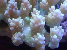 画像2: 【サンゴまとめ買い割引き10％〜20%OFF対象商品】【サンゴ】【通販】Wildミドリイシsp. (美カラー）（個体販売）（±13ｘ13cm)No.10（生体）（サンゴ） (2)