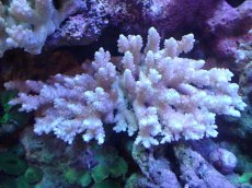 画像1: 【サンゴまとめ買い割引き10％〜20%OFF対象商品】【サンゴ】【通販】Wildミドリイシsp. (美カラー）（個体販売）（±16ｘ12cm)No.11（生体）（サンゴ） (1)