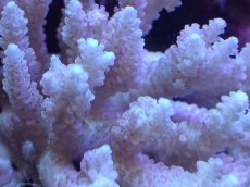 画像2: 【サンゴまとめ買い割引き10％〜20%OFF対象商品】【サンゴ】【通販】Wildミドリイシsp. (美カラー）（個体販売）（±16ｘ12cm)No.11（生体）（サンゴ） (2)