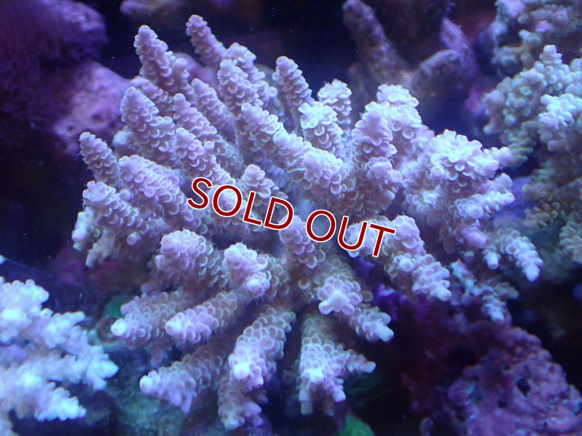 画像1: 【サンゴ】【通販】Wildミドリイシsp. (美カラー）（個体販売）（±11ｘ11cm)No.12（生体）（サンゴ） (1)