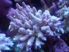 画像1: 【サンゴまとめ買い割引き10％〜20%OFF対象商品】【サンゴ】【通販】Wildミドリイシsp. (美カラー）（個体販売）（±11ｘ11cm)No.12（生体）（サンゴ） (1)