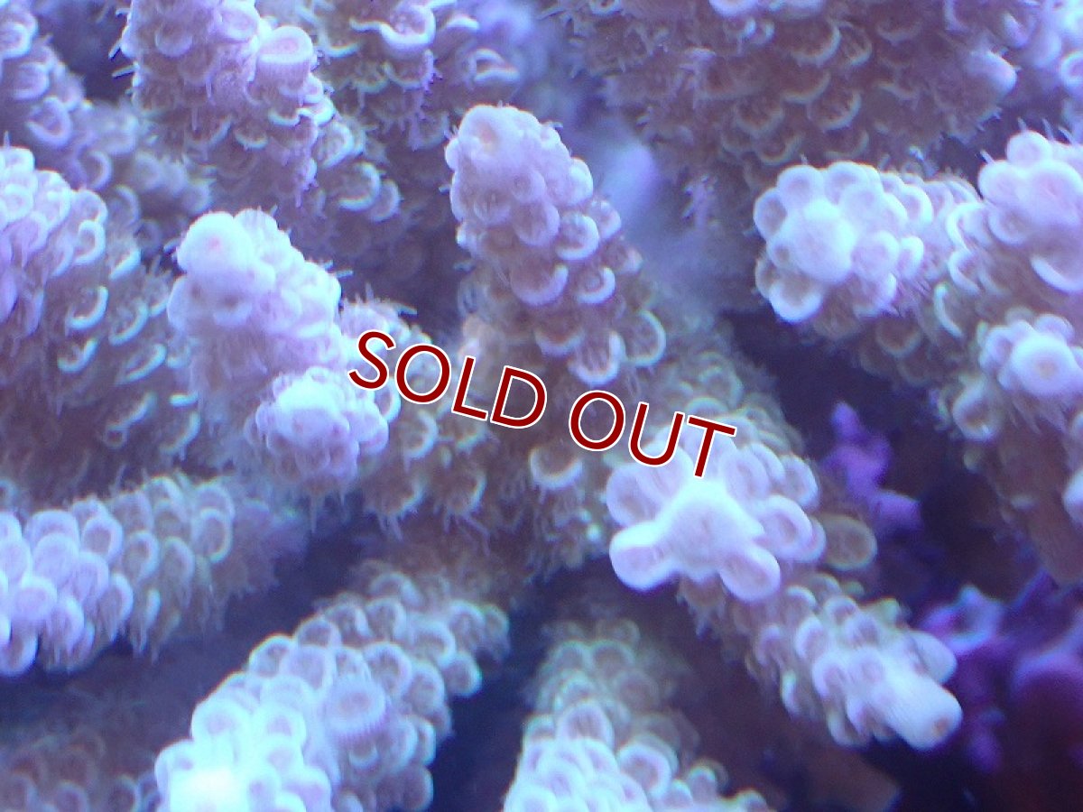 画像2: 【サンゴ】【通販】Wildミドリイシsp. (美カラー）（個体販売）（±11ｘ11cm)No.12（生体）（サンゴ） (2)