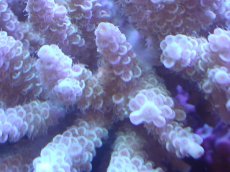 画像2: 【サンゴまとめ買い割引き10％〜20%OFF対象商品】【サンゴ】【通販】Wildミドリイシsp. (美カラー）（個体販売）（±11ｘ11cm)No.12（生体）（サンゴ） (2)