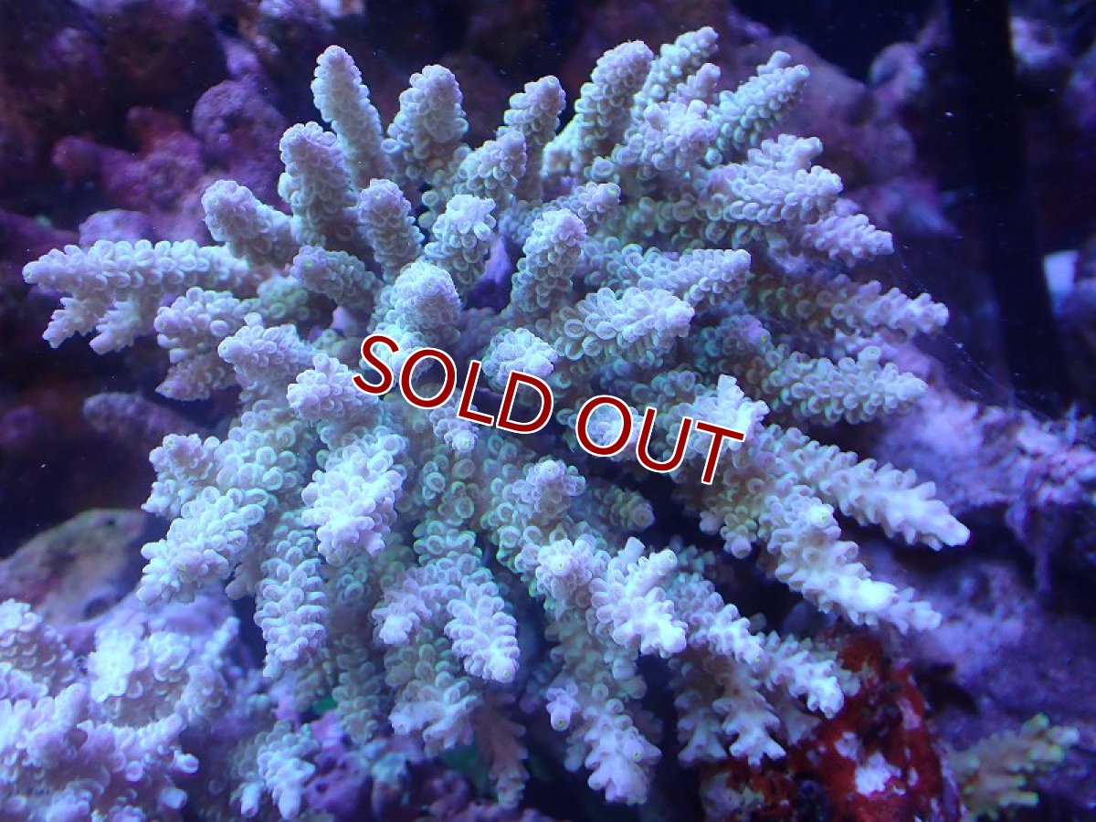 画像1: 【サンゴ】【通販】Wildミドリイシsp. (美カラー）（個体販売）（±13ｘ12cm)No.13（生体）（サンゴ） (1)