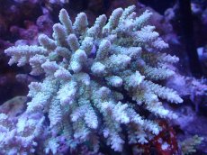 画像1: 【サンゴ】【通販】Wildミドリイシsp. (美カラー）（個体販売）（±13ｘ12cm)No.13（生体）（サンゴ） (1)