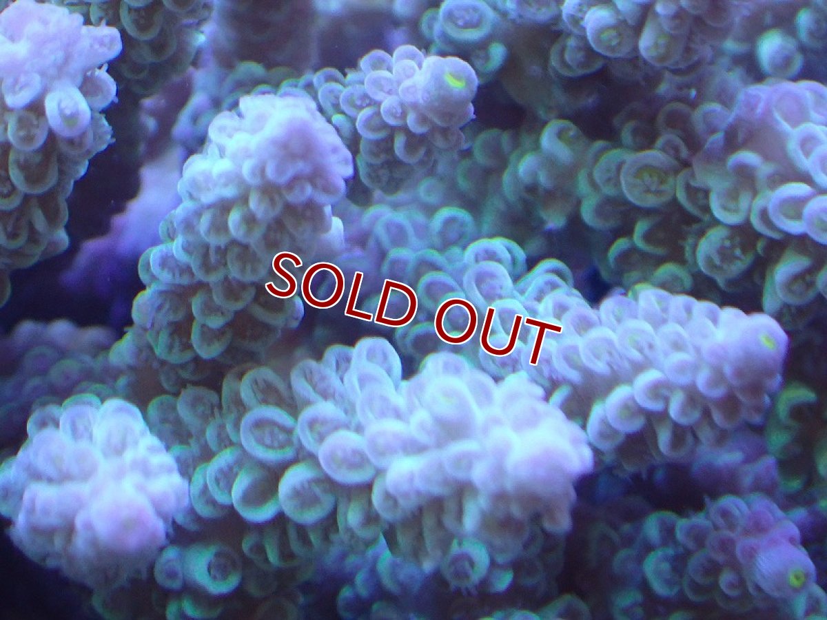 画像2: 【サンゴ】【通販】Wildミドリイシsp. (美カラー）（個体販売）（±13ｘ12cm)No.13（生体）（サンゴ） (2)