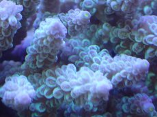 画像2: 【サンゴ】【通販】Wildミドリイシsp. (美カラー）（個体販売）（±13ｘ12cm)No.13（生体）（サンゴ） (2)