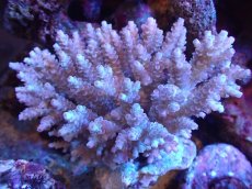 画像1: 【サンゴまとめ買い割引き10％〜20%OFF対象商品】【サンゴ】【通販】Wildミドリイシsp. (美カラー）（個体販売）（±15ｘ13cm)No.14（生体）（サンゴ） (1)