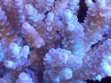 画像2: 【サンゴまとめ買い割引き10％〜20%OFF対象商品】【サンゴ】【通販】Wildミドリイシsp. (美カラー）（個体販売）（±15ｘ13cm)No.14（生体）（サンゴ） (2)