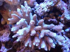 画像1: 【サンゴまとめ買い割引き10％〜20%OFF対象商品】【サンゴ】【通販】Wildミドリイシsp. (美カラー）（個体販売）（±12ｘ10cm)No.15（生体）（サンゴ） (1)