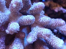 画像2: 【サンゴまとめ買い割引き10％〜20%OFF対象商品】【サンゴ】【通販】Wildミドリイシsp. (美カラー）（個体販売）（±12ｘ10cm)No.15（生体）（サンゴ） (2)