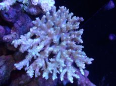 画像1: 【サンゴまとめ買い割引き10％〜20%OFF対象商品】【サンゴ】【通販】Wildミドリイシsp. (美カラー）（個体販売）（±11ｘ9cm)No.16（生体）（サンゴ） (1)