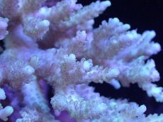 画像2: 【サンゴまとめ買い割引き10％〜20%OFF対象商品】【サンゴ】【通販】Wildミドリイシsp. (美カラー）（個体販売）（±11ｘ9cm)No.16（生体）（サンゴ） (2)