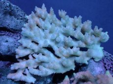 画像1: 【サンゴまとめ買い割引き10％〜20%OFF対象商品】【サンゴ】【通販】Wildミドリイシsp. (美カラー）（個体販売）（±13ｘ13cm)No.17（生体）（サンゴ） (1)