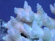 画像2: 【サンゴまとめ買い割引き10％〜20%OFF対象商品】【サンゴ】【通販】Wildミドリイシsp. (美カラー）（個体販売）（±13ｘ13cm)No.17（生体）（サンゴ） (2)