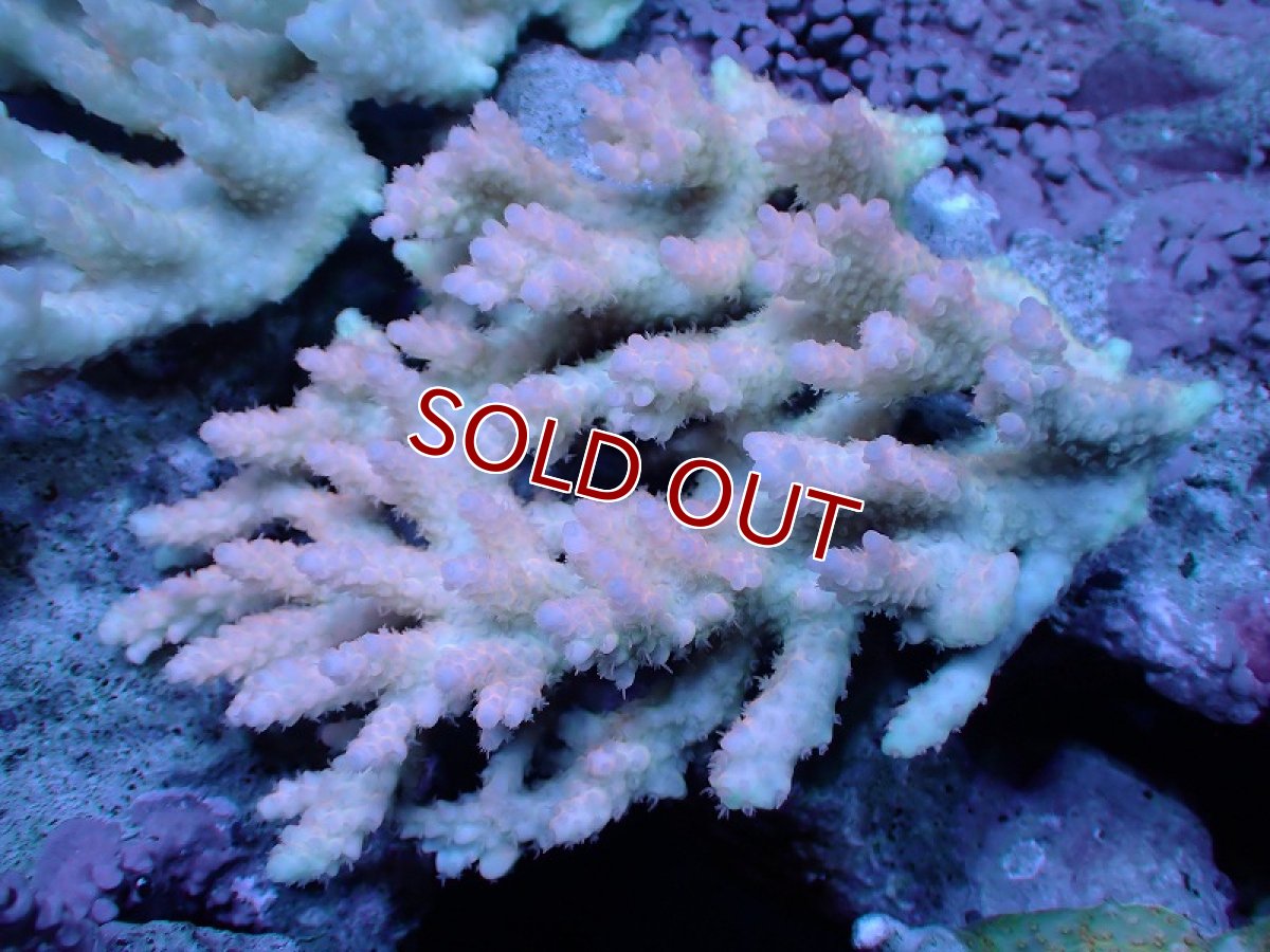 画像1: 【サンゴ】【通販】Wildミドリイシsp. (美カラー）（個体販売）（±13ｘ11cm)No.18（生体）（サンゴ） (1)